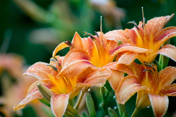 Smuk orange lilje close-up - Stock-foto