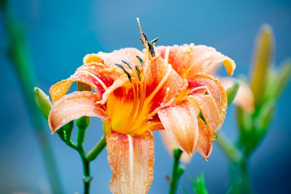 Όμορφο πορτοκαλί κρίνος close-up — Φωτογραφία Αρχείου