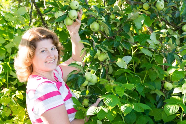 The woman in the apple orchard — Stock Photo, Image