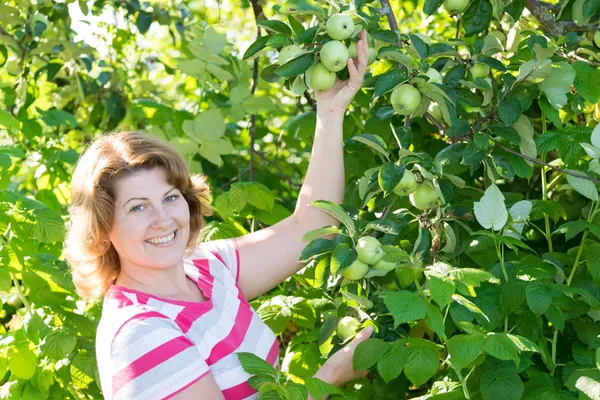 The woman in the apple orchard — Stock Photo, Image