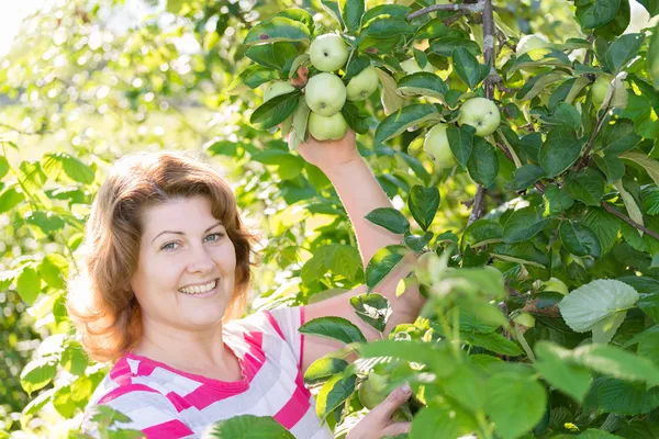 La femme dans le verger de pommes — Photo