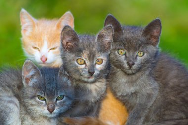 dört yavru kedi portre açık havada