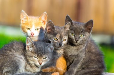 dört yavru kedi portre açık havada