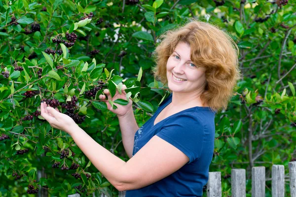 정원에서 검은 chokeberry 부시에 여자 — 스톡 사진