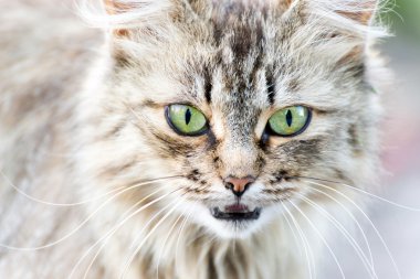 Yeşil gözlü bir kedinin portresi