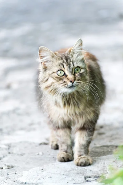 Portrait of a cat with green eyes — Stock Photo, Image