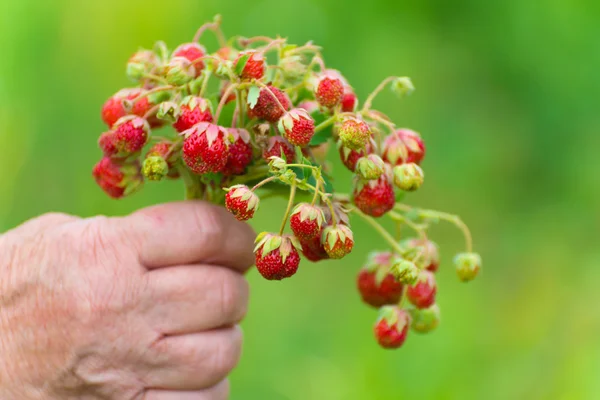Ramo de fresas maduras en una mano femenina — Foto de Stock