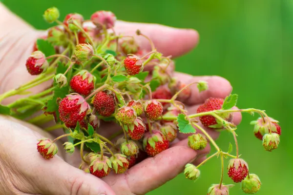 Ramo de fresas maduras en una mano femenina — Foto de Stock