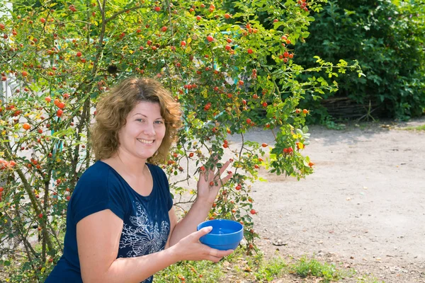 Woman harvests of wild rose in the garden — Stock Photo, Image