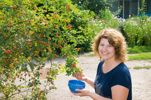 Raccolti donna di rosa selvatica in giardino — Foto Stock