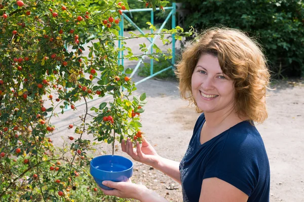야생 장미 정원에서의 여자 수확 — 스톡 사진