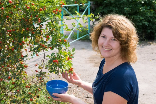 Woman harvests of wild rose in the garden — Stock Photo, Image