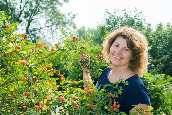 Woman harvests of wild rose in the garden — Stock Photo, Image