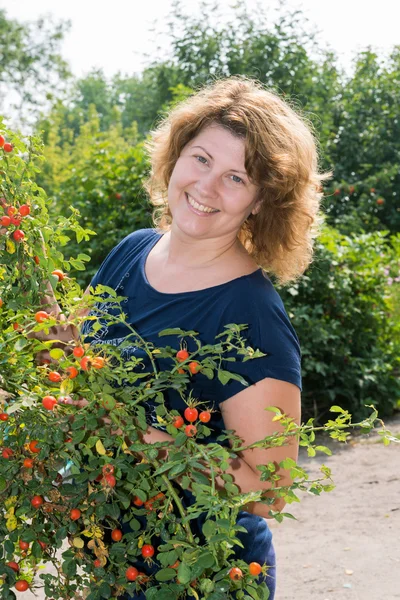 Жінка врожаю дикої троянди в саду — стокове фото