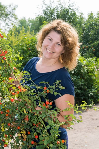 Woman harvests of wild rose in the garden — Stock Photo, Image