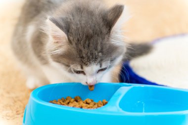 yavru bir plaka kuru mama yiyor