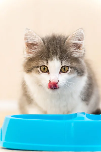 A cica van étkezési száraz étel, egy tányér — Stock Fotó