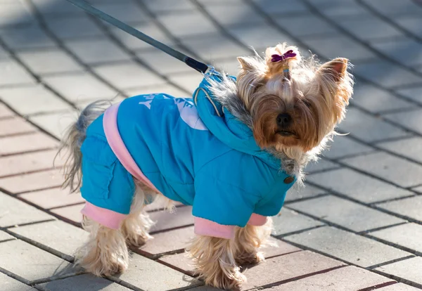 Yorkshire terrier in vestiti — Foto Stock