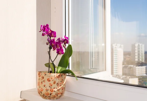 Pink orchid på fönsterblecket — Stockfoto