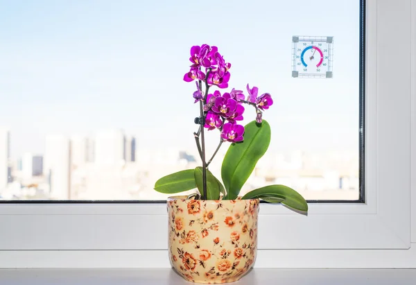 Pink orchid on a windowsill — Stock Photo, Image