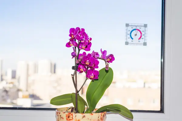 Pink orchid on a windowsill — Stock Photo, Image