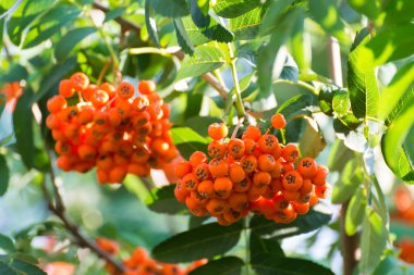 olgunlaşmış üvez meyveleri dal