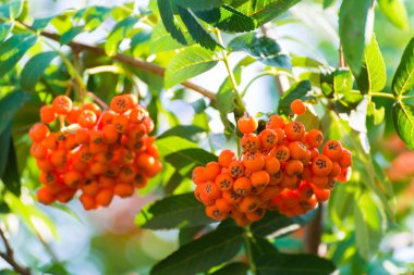 olgunlaşmış üvez meyveleri dal