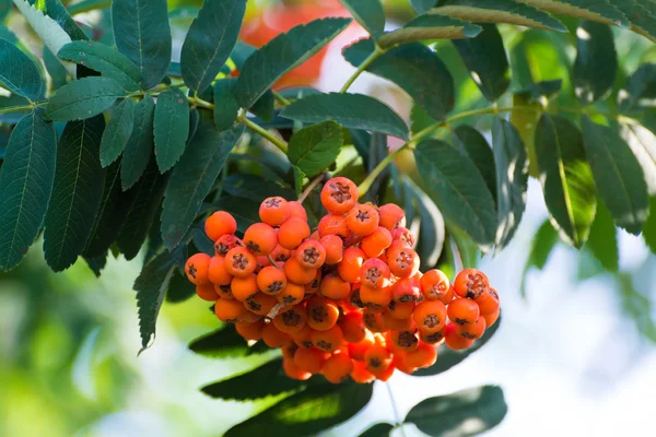 Ripe rowan berries on a branch — Stock Photo, Image