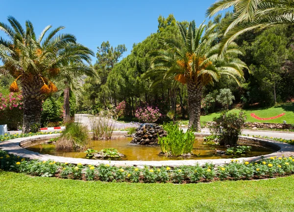 Palm garden with date palms — Stock Photo, Image