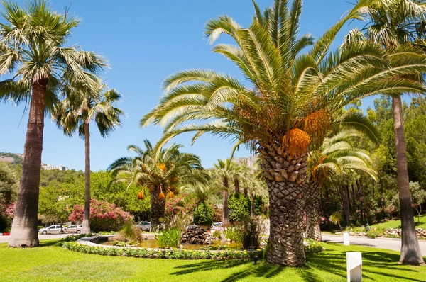 Palm garden tarihi avuç içi ile
