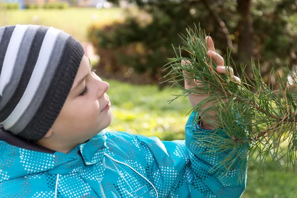 A boy in a pine park — Stock Photo, Image