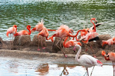 pembe flamingo Moskova hayvanat bahçesi. Rusya