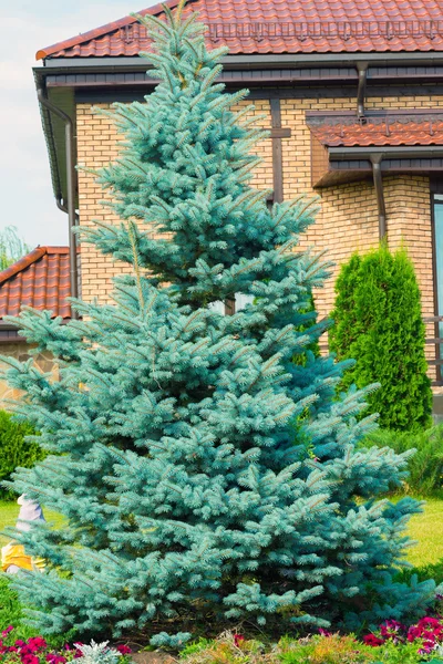 Blue spruce near the cottage — Stock Photo, Image