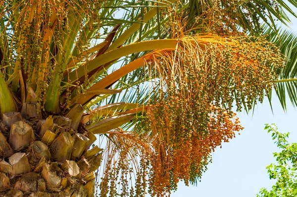 A dátum palm fa gyümölcse — Stock Fotó
