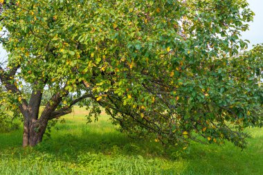 Bahçedeki yaşlı elma ağacı