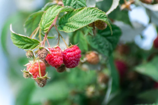 Large ripe raspberry on branch — Stock Photo, Image