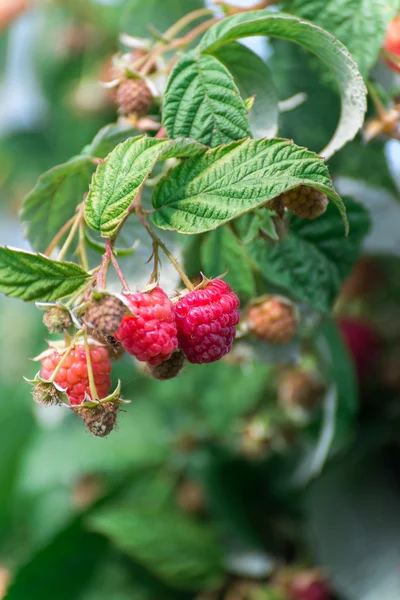 Large ripe raspberry on branch — Stock Photo, Image