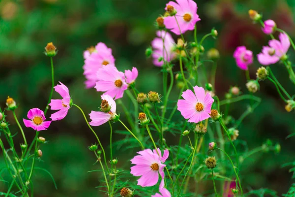 Hermosas margaritas rosadas al aire libre — Foto de Stock