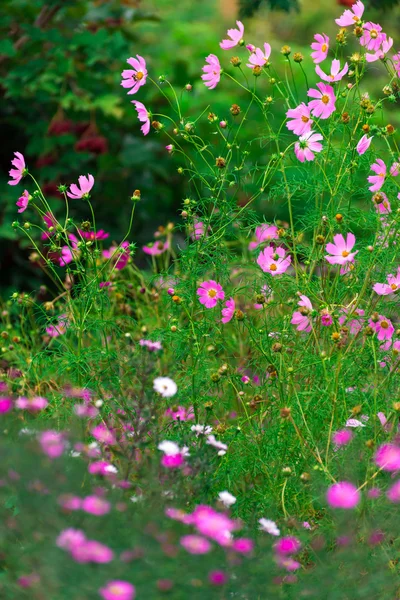 Hermosas margaritas rosadas al aire libre — Foto de Stock