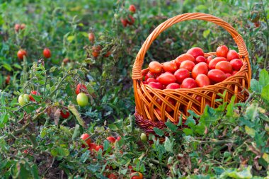 sahada bir hasır sepet domates