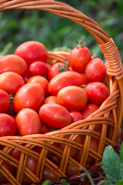 Tomates dans un panier en osier à l'extérieur — Photo