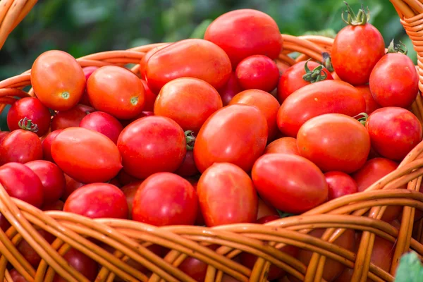 Tomatoes in a wicker basket outdoors — Stock Photo, Image