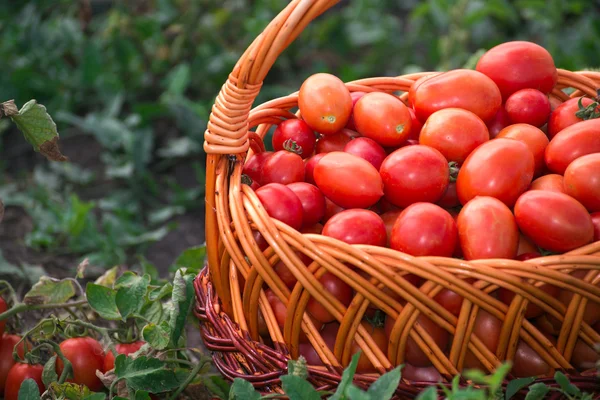 Tomates dans un panier en osier sur le terrain — Photo