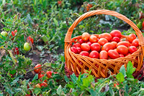 Tomates em uma cesta de vime no campo — Fotografia de Stock