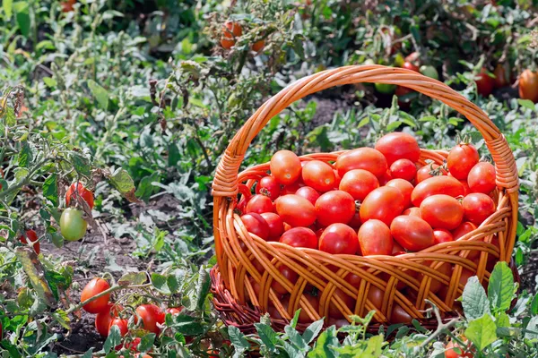 Ντομάτες σε ένα ψάθινο καλάθι στο πεδίο — Φωτογραφία Αρχείου