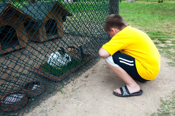 Menino no zoológico com coelhos — Fotografia de Stock