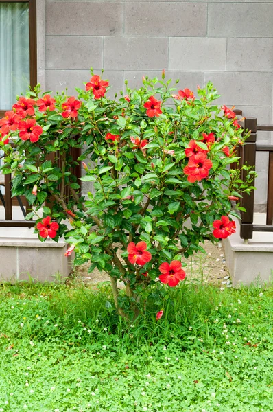 Arbusto de hibisco na frente da casa — Fotografia de Stock