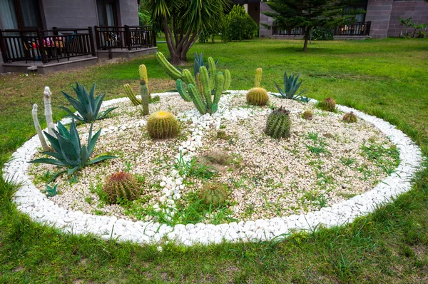 Flowerbed with cacti and aloe — Stock Photo, Image