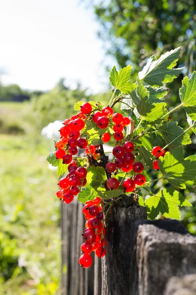 Ramo de grosellas rojas en una valla de madera — Foto de Stock