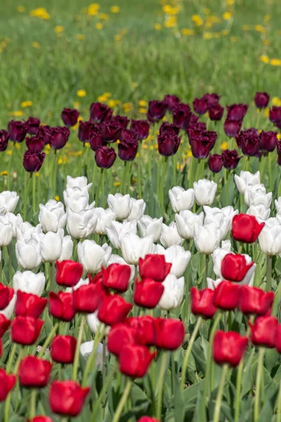 Viele Tulpen auf dem Beet — Stockfoto